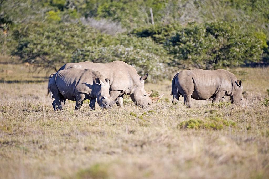 Hlosi Game Lodge - Amakhala Game Reserve Buyskloof Екстер'єр фото