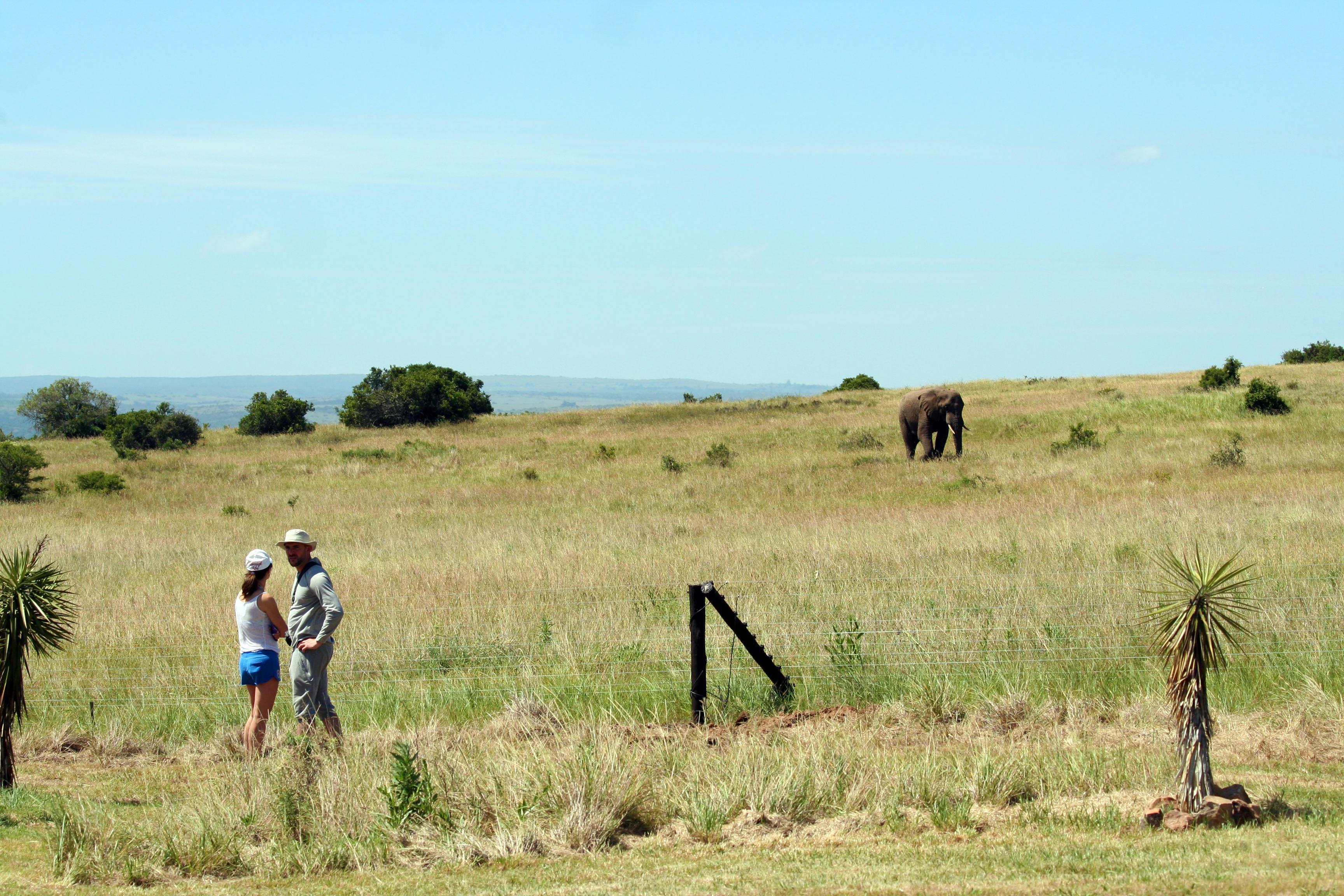 Hlosi Game Lodge - Amakhala Game Reserve Buyskloof Екстер'єр фото