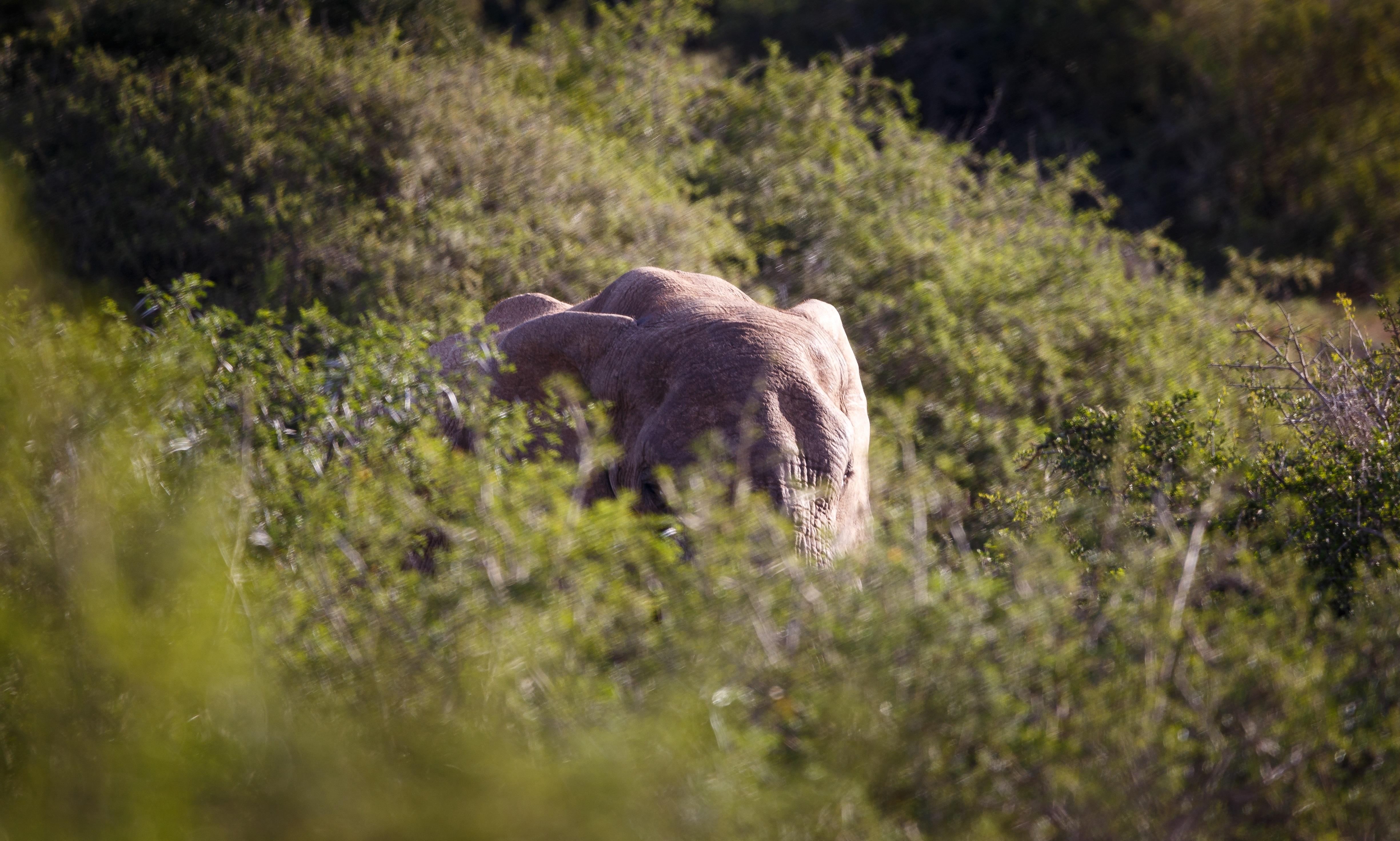 Hlosi Game Lodge - Amakhala Game Reserve Buyskloof Екстер'єр фото