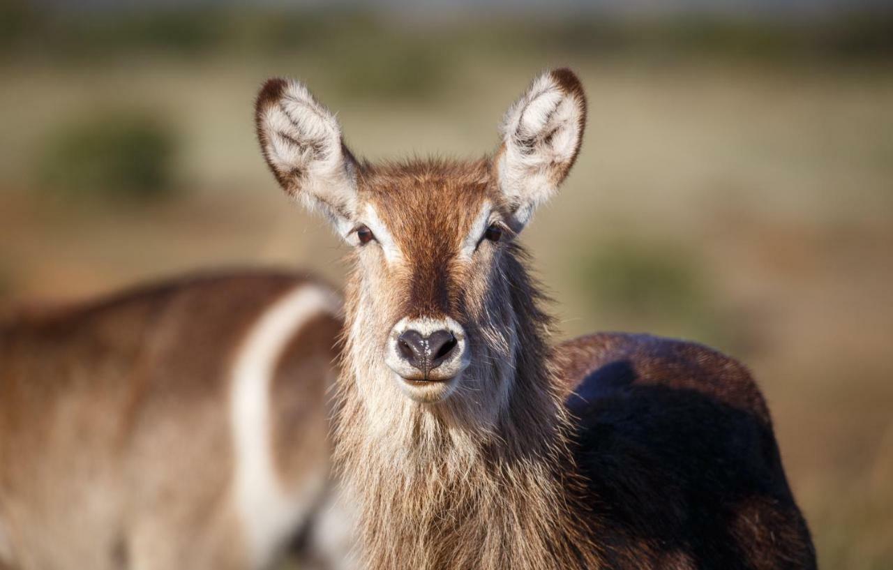 Hlosi Game Lodge - Amakhala Game Reserve Buyskloof Екстер'єр фото